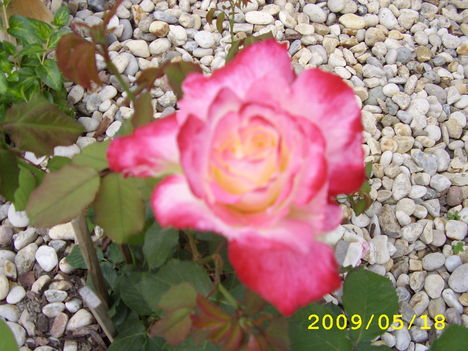 rózsa3