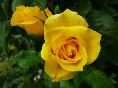  Sárga rózsák 