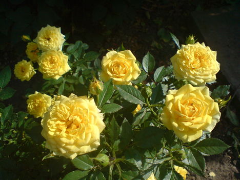 törpe rózsa(mercedes)