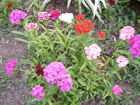 Virágaim 2