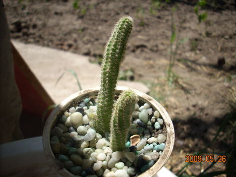 Chamaecereus silvestrii