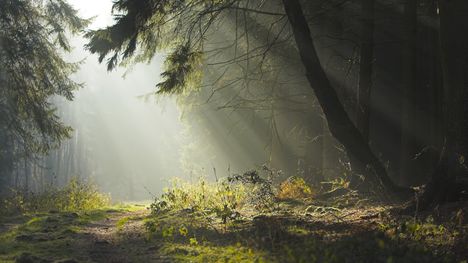 Napkelte az erdőben