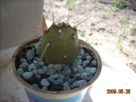 Opuntia