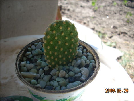 Opuntia