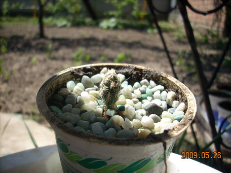 Opuntia arenaria (?)