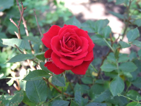 2009_0524 0008 bokor rózsa