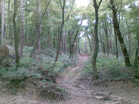 Az erdőben