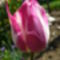 Cirkás tulipán