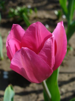 Első tulipán