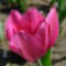 Első tulipán