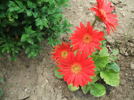 gerbera