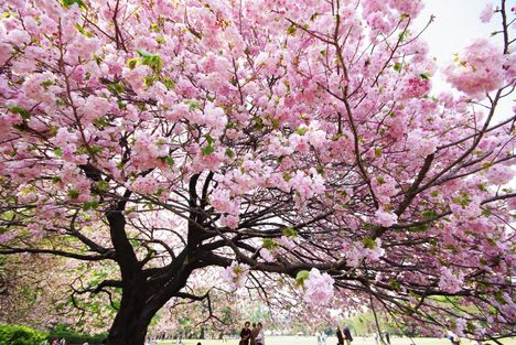 japán cseresznyefa a világ legszebb fái sorozatban
