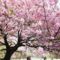 japán cseresznyefa a világ legszebb fái sorozatban