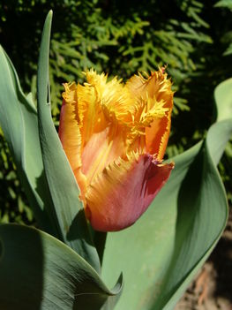 Rojtos szélű tulipán