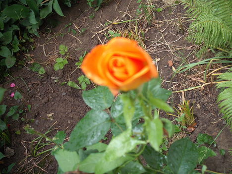 Rózsák (1)