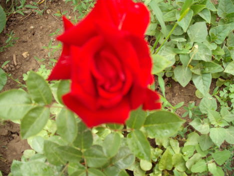 Rózsák (2)