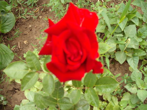 Rózsák (3)