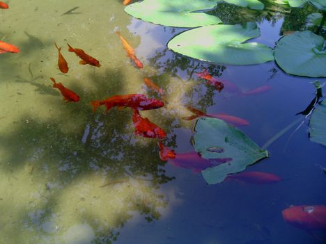 Trsteno arborétum Neptun kút aranyhalakkal