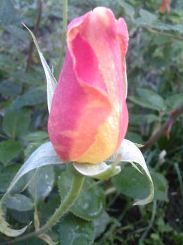 A kedvenc rózsám