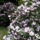 Rhododendron-001_239909_86769_t