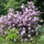 Rhododendron-001_239919_19850_t
