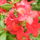 Rhododendron-002_239982_56312_t