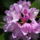 Rhododendron-003_239984_59862_t
