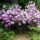Rhododendron-004_239985_32014_t