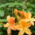 Rhododendron-005_239986_26085_t