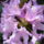 Rhododendron-007_239988_79481_t