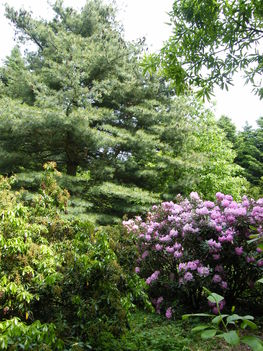 Rhododendron