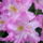 Rhododendron-010_239991_64647_t