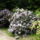 Rhododendron-011_239992_30407_t