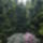 Rhododendron-012_239993_52633_t