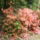 Rhododendron-014_239996_64957_t