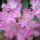 Rhododendron-017_239999_88333_t