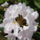 Rhododendron_239917_40035_t