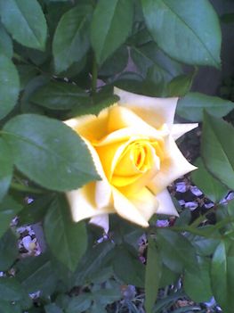 szépséges rózsám