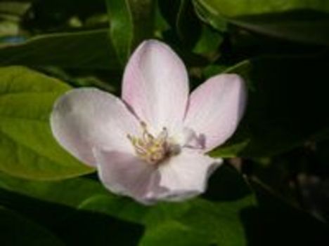 Birsfa virága