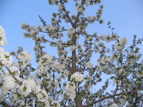 cseresznyevirágzás 2009