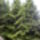 Jeli_arboretum_kepei_35_230380_92894_t