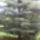 Jeli_arboretum_kepei_37_230382_44808_t