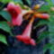 Judit 2315 képei trombita virág