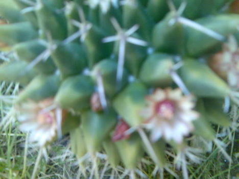 Kaktuszok 3