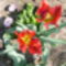 Piros tulipán