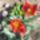 Piros_tulipan_203295_61434_t