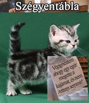 Szégyentábla!