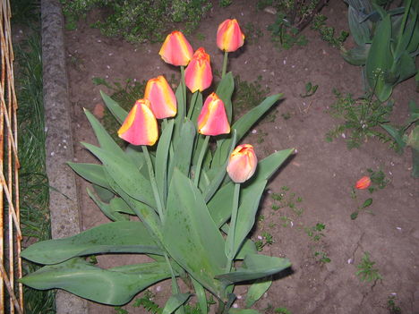 tulipán 2009