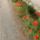 Ki_a_viragot_szeretirossz_ember_nem_lehet_6_241324_97950_t
