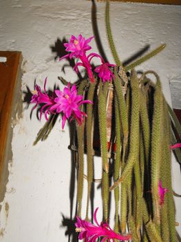 KOrbács kaktusz 3